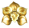 Black Orchid Design - Home